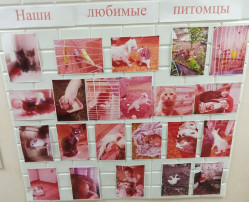 Фотовыставка питомцев Фотовыставка питомцев.